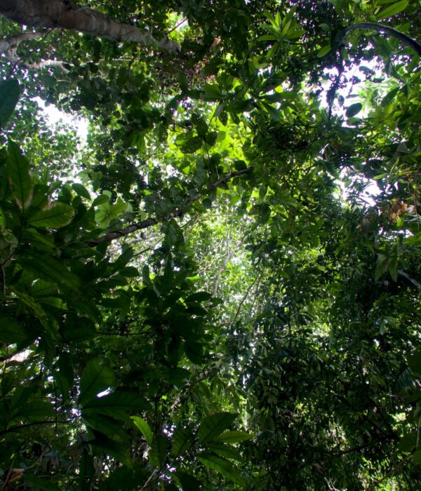 Machu Picchu and the Amazon Jungle (9 Days)